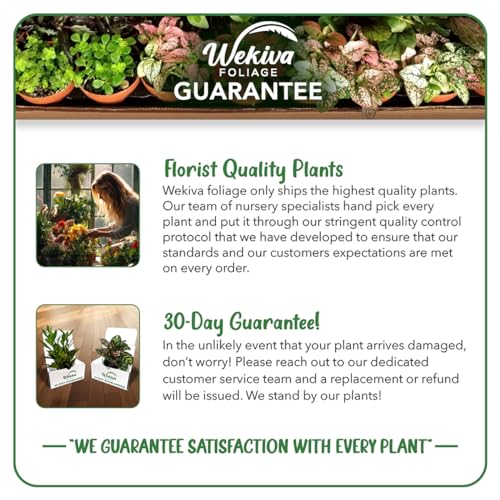 4 Live Starter Pineapple Plants N945574