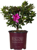 1 Gallon Purple Flowering Shrub R5537