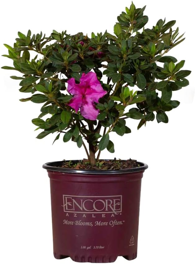 1 Gallon Purple Flowering Shrub R5537