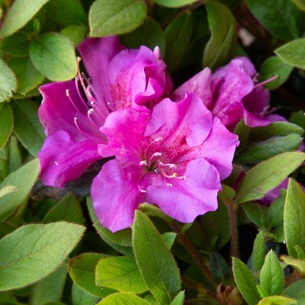 1 Gallon Purple Flowering Shrub R5537