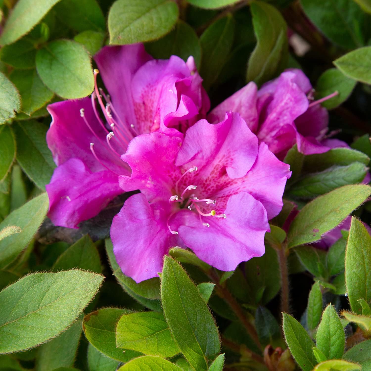 1 Gallon Purple Flowering Shrub R5537