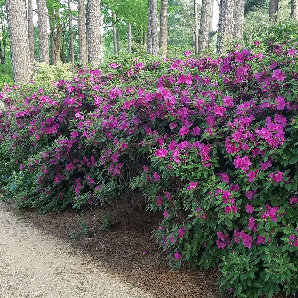 1 Gallon Purple Flowering Shrub R5537