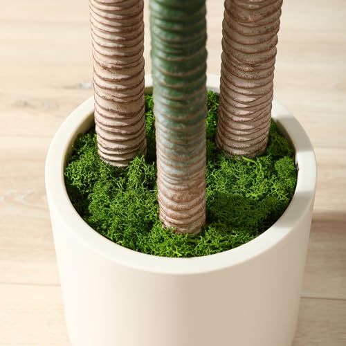5ft Artificial Dracaena Tree with White Planter G360