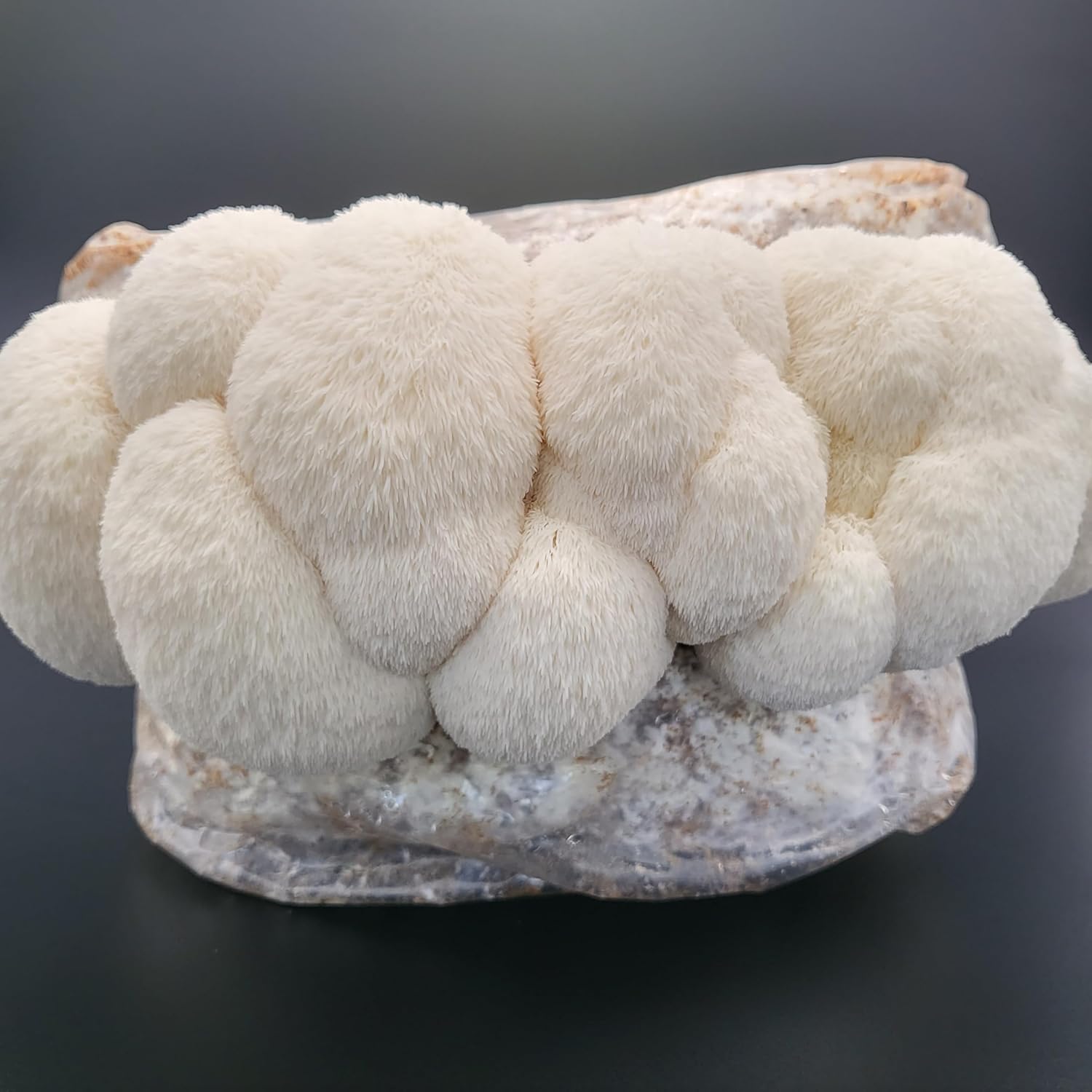 Lion's Mane Mushroom Grow Kit, XL/10lbs, White Z7944