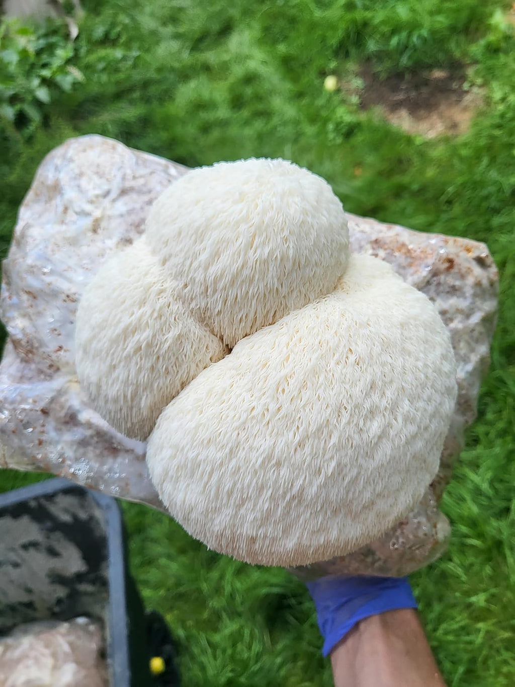 Lion's Mane Mushroom Grow Kit, XL/10lbs, White Z7944