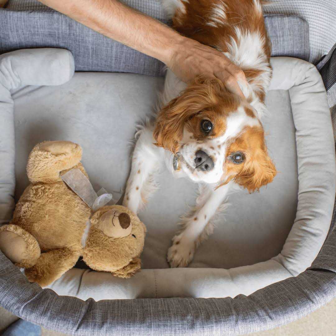 Close to Me Pet Bed Co-Sleeper V8617