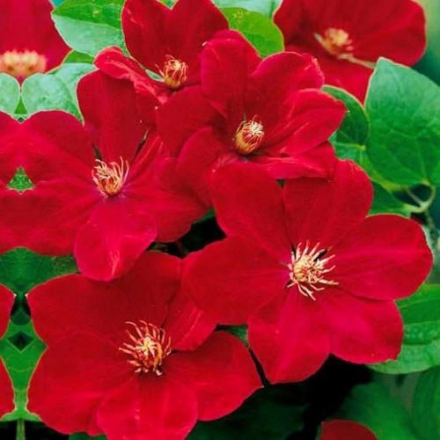 50 Bright Red Clematis Seeds Climbing Perennial Flower Vine H4319