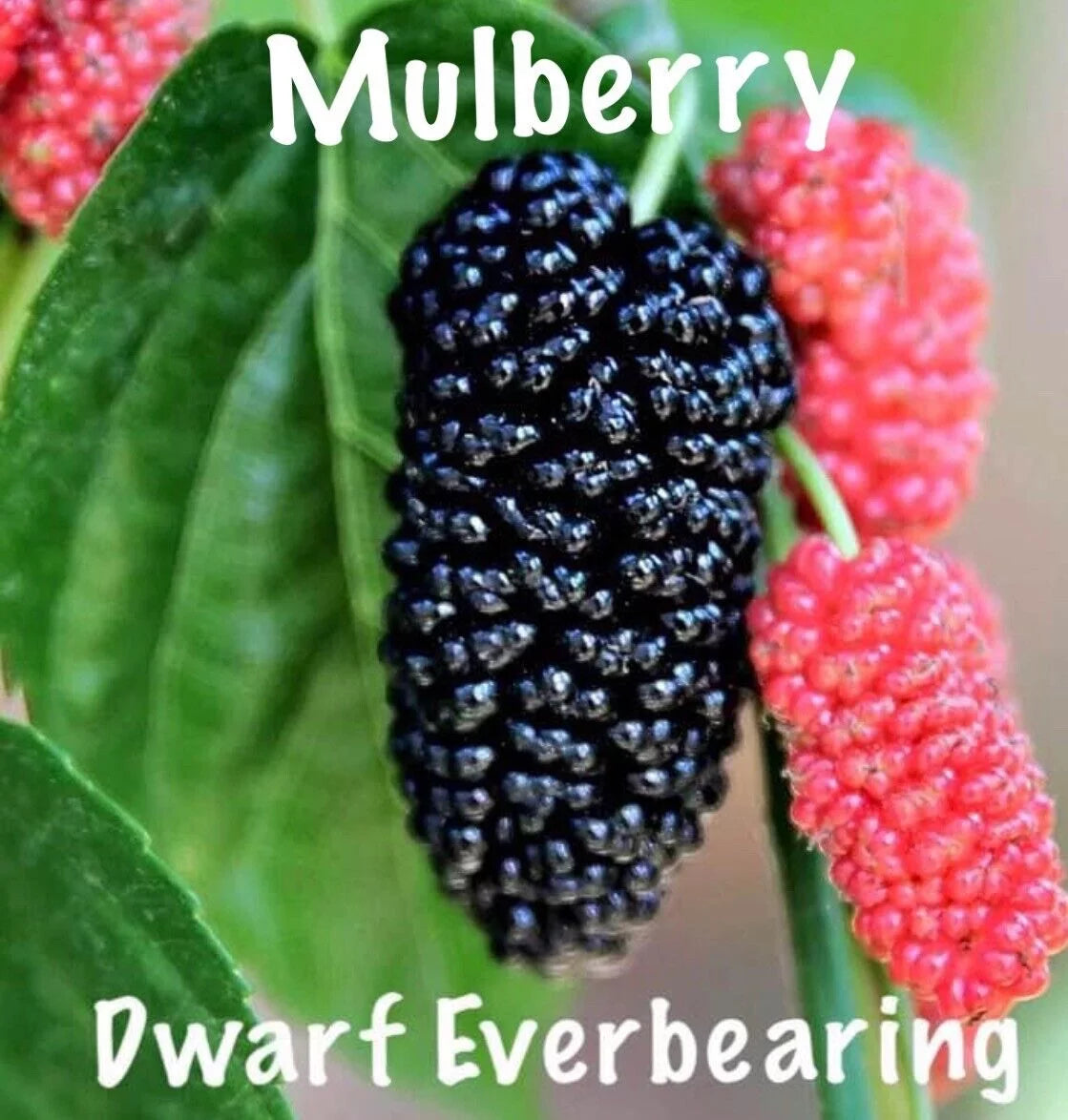 Dwarf Everbearing Morus nigra 2 Live Plants Z903
