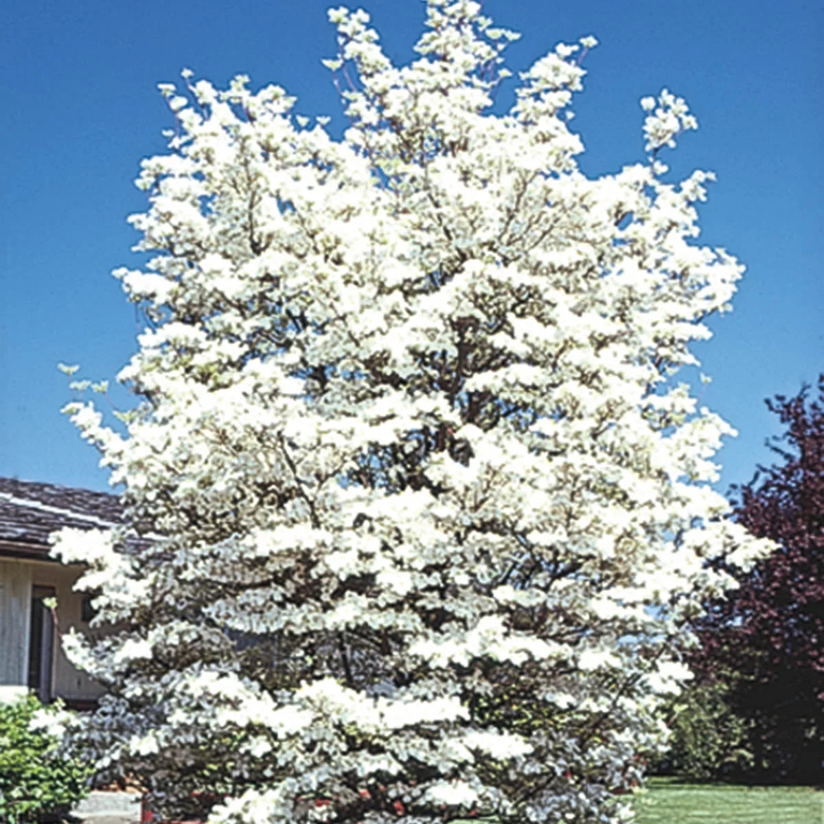 White Flowering Dogwood Dormant Bare Root Starter Tree (1-Pack) E71433