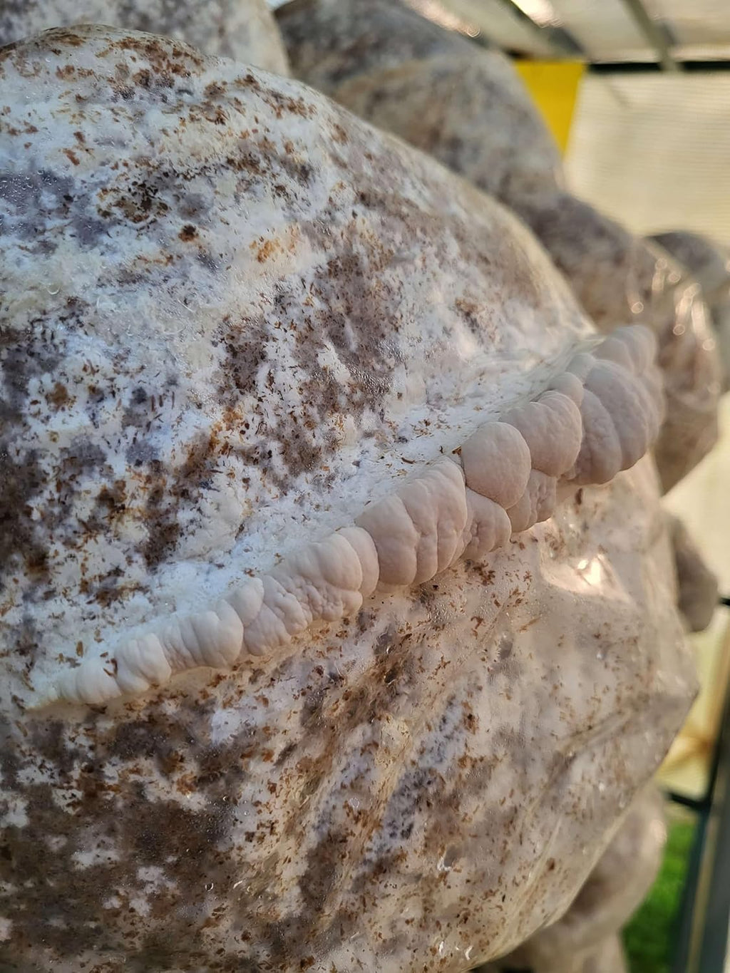 Lion's Mane Mushroom Grow Kit, XL/10lbs, White Z7944