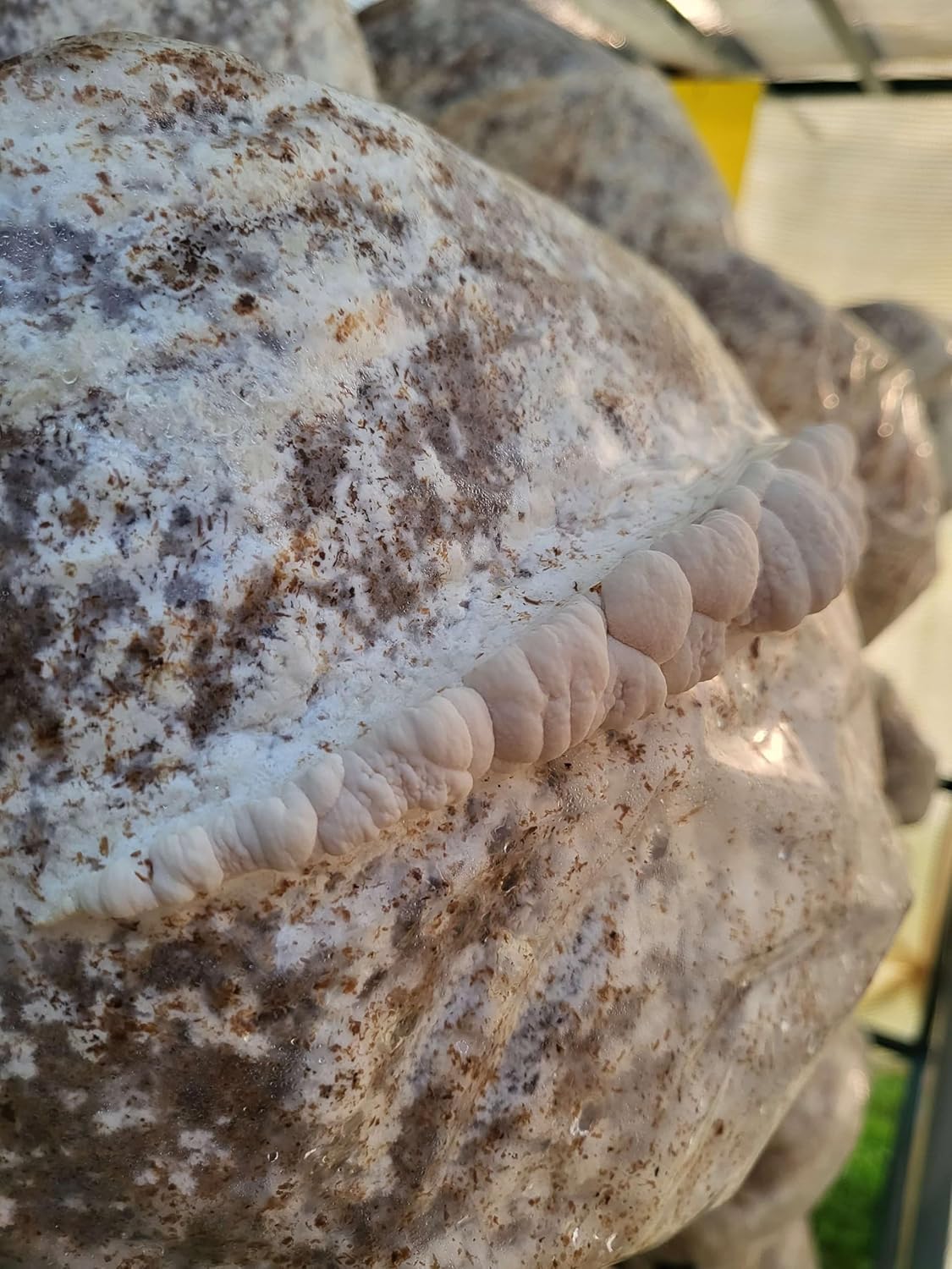 Lion's Mane Mushroom Grow Kit, XL/10lbs, White Z7944