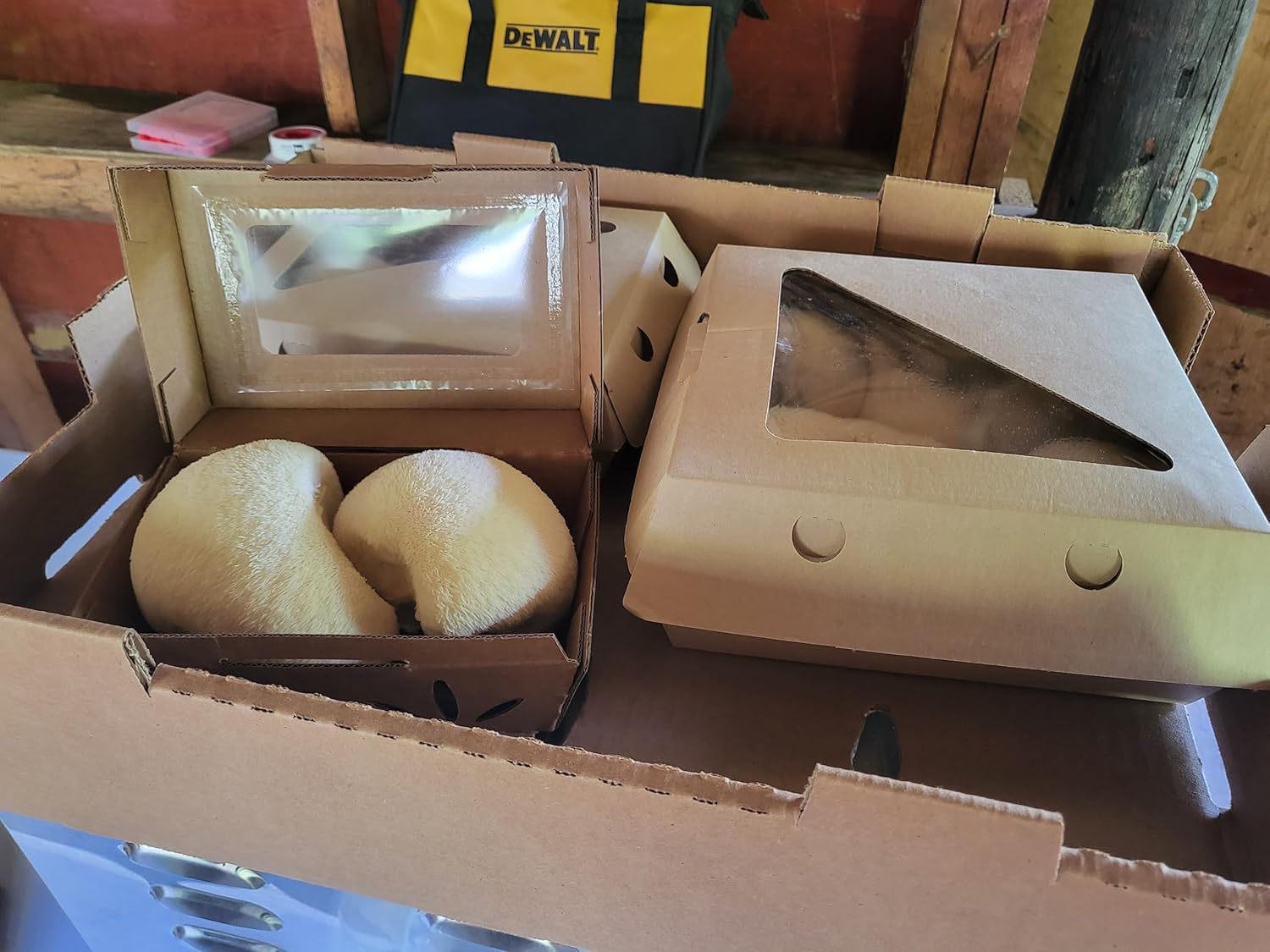 Lion's Mane Mushroom Grow Kit, XL/10lbs, White Z7944