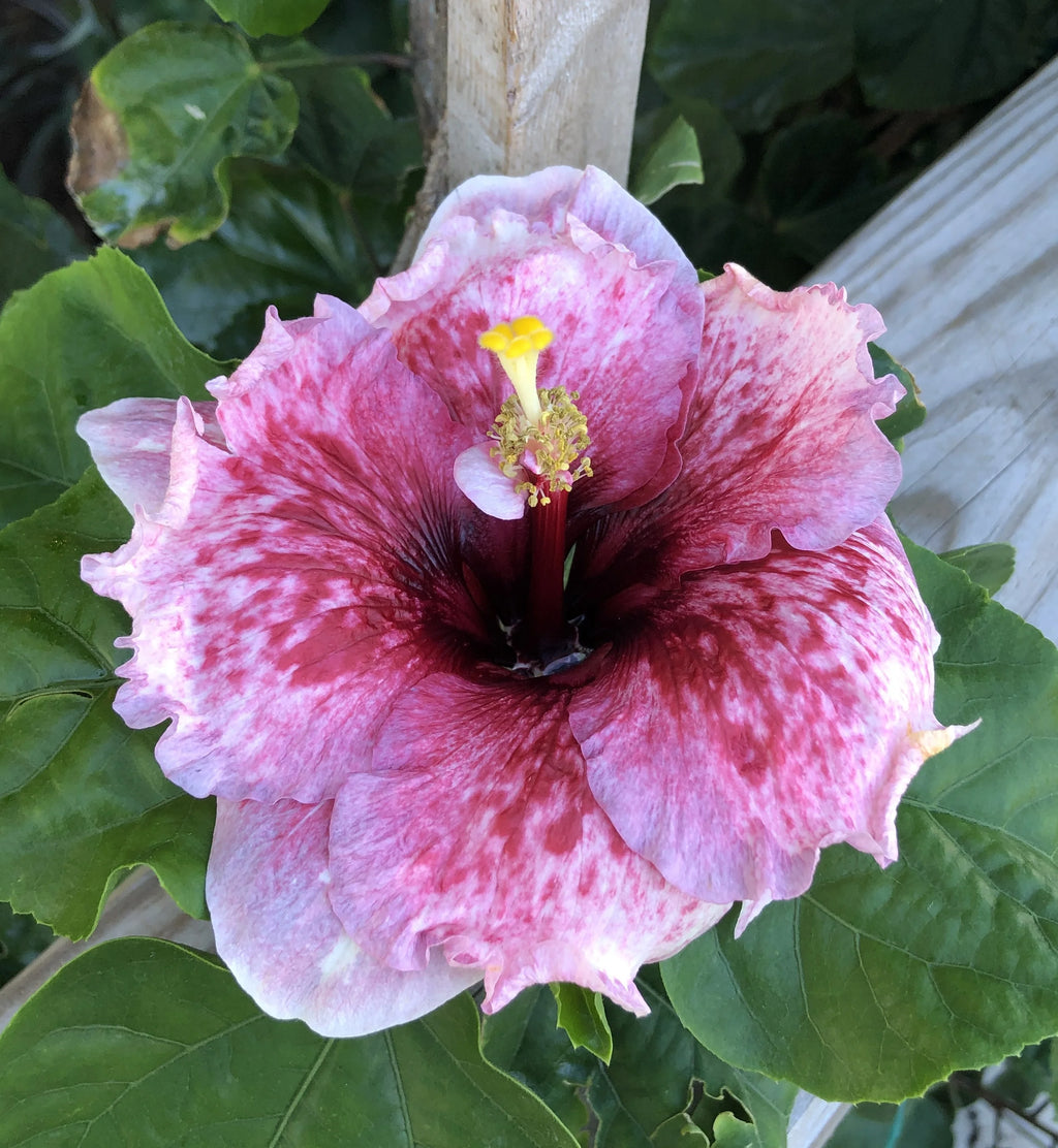 Exotic Tropical Hibiscus Live Plant in 4" pot P763739