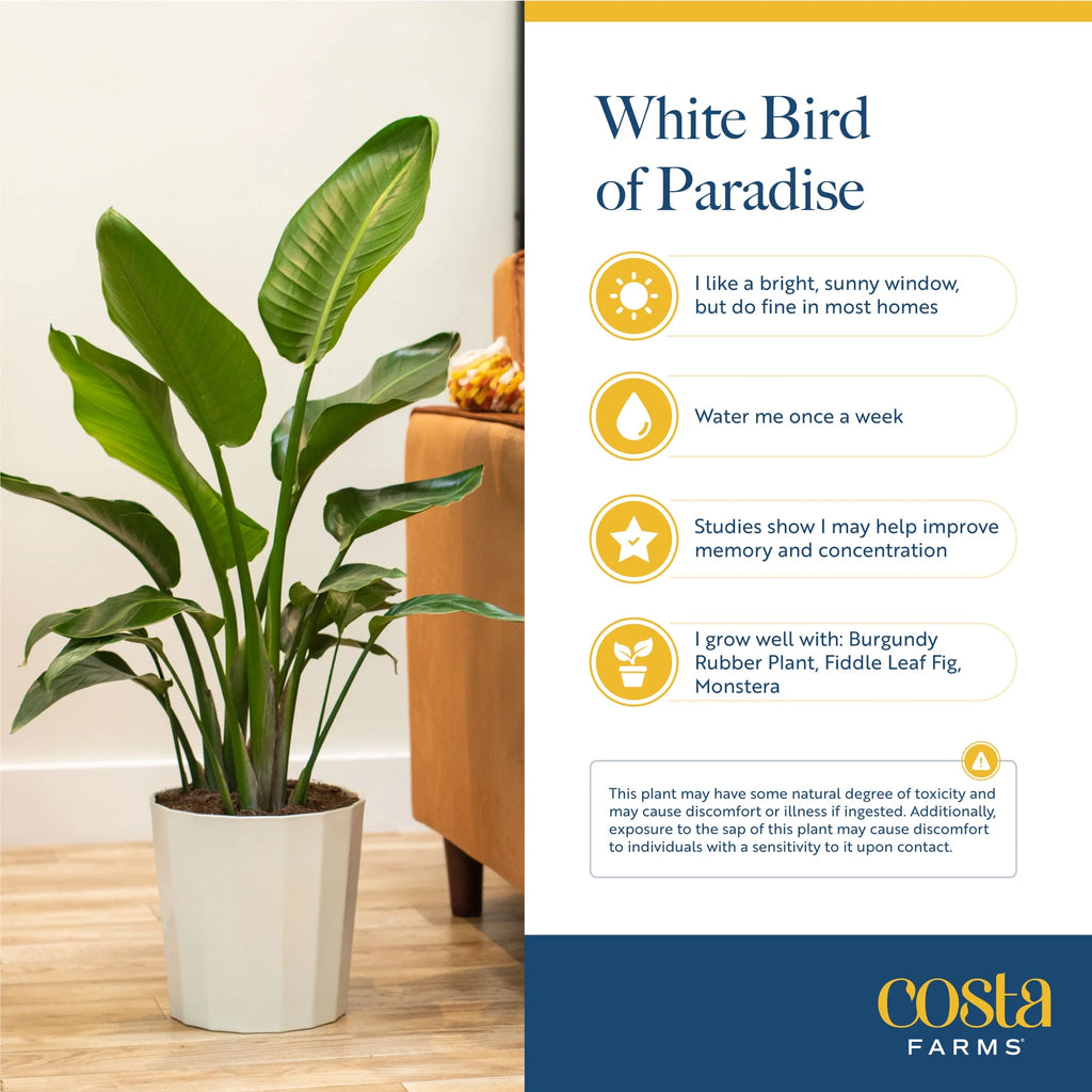 White Bird of Paradise Plant in White Pot L4460