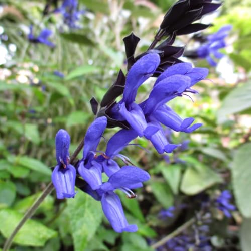 Red Salvia Live Plant in 3" Pot V539246