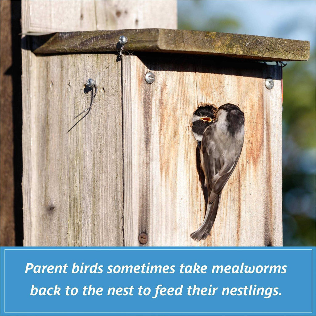Mealworms Wild Bird Food D454