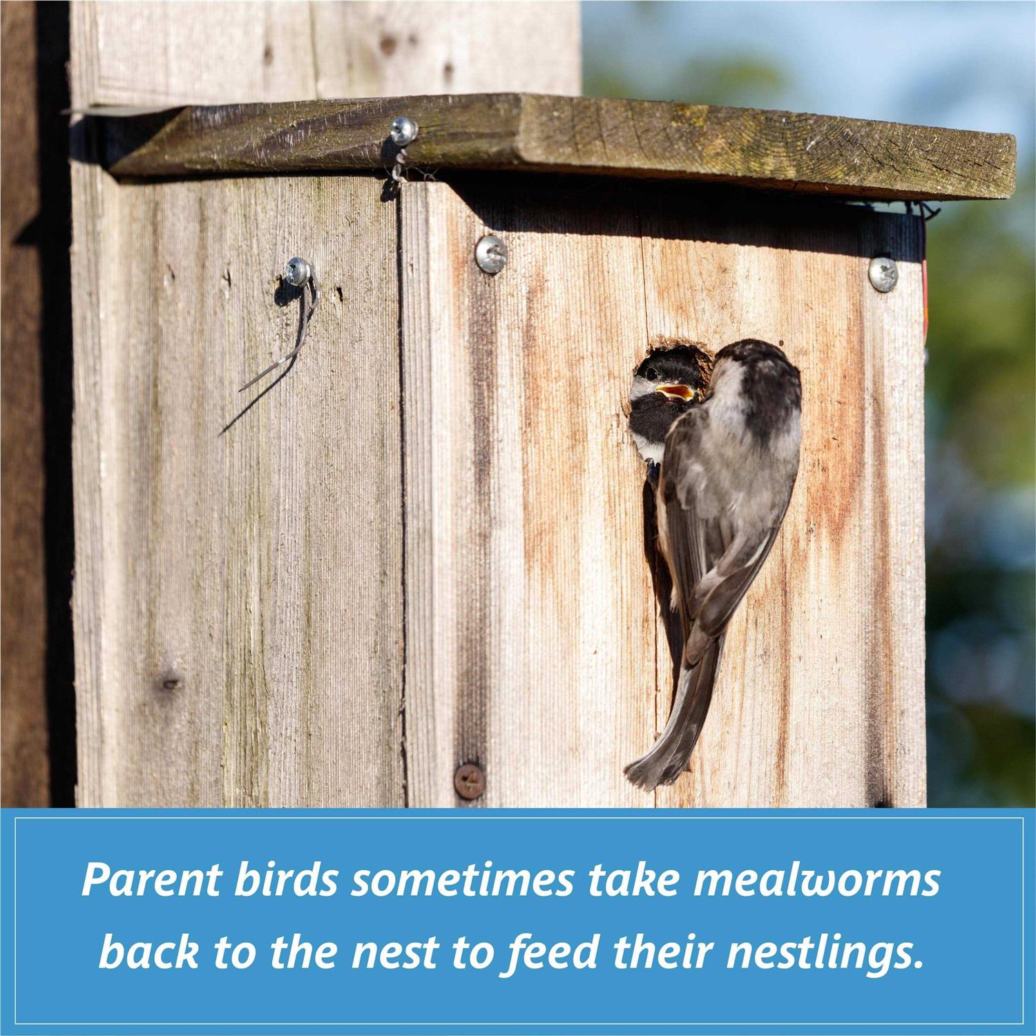 Mealworms Wild Bird Food D454