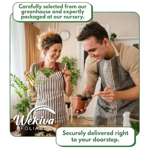 4 Live Starter Pineapple Plants N945574