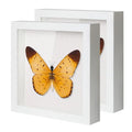 2 Pack Black 10x10 Shadow Box Display Case with Glass O111