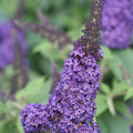 4" pot Butterfly Bush G5638