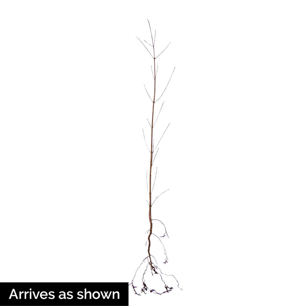 White Flowering Dogwood Dormant Bare Root Starter Tree (1-Pack) E71433