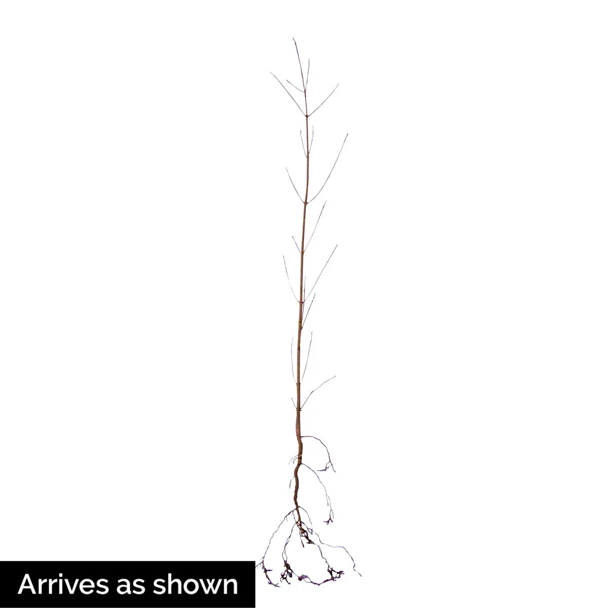 White Flowering Dogwood Dormant Bare Root Starter Tree (1-Pack) E71433
