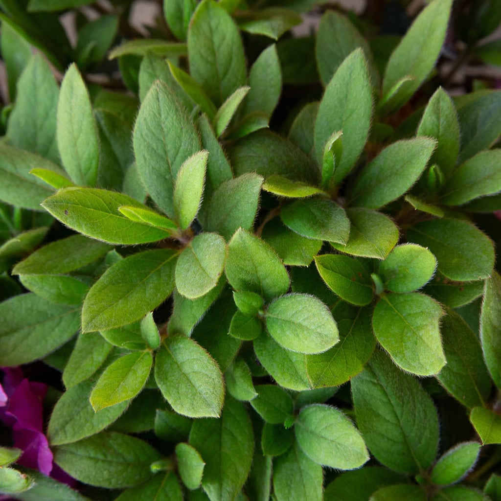 1 Gallon Purple Flowering Shrub R5537