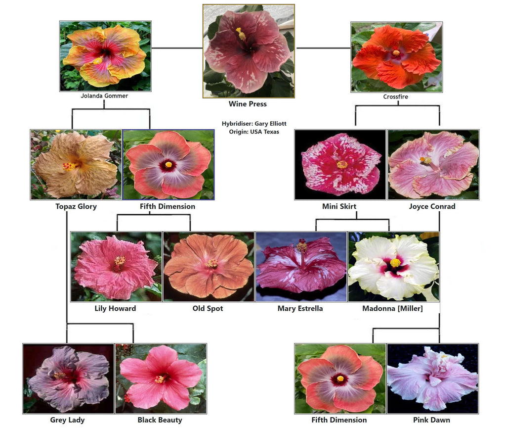 Exotic Tropical Hibiscus Live Plant in 4" pot P763739