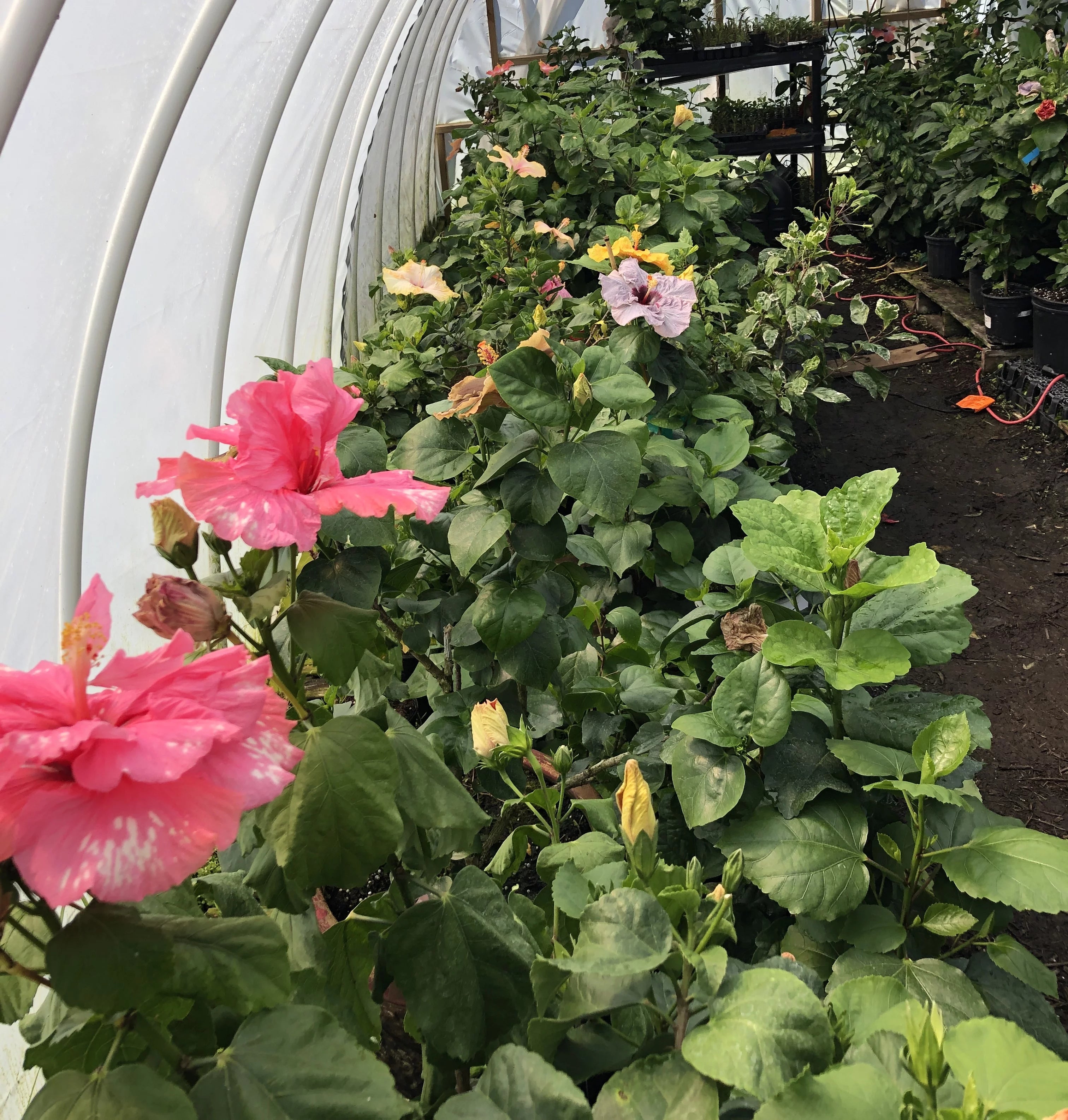 Exotic Tropical Hibiscus Live Plant in 4" pot P763739