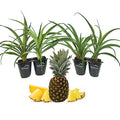 4 Live Starter Pineapple Plants N945574