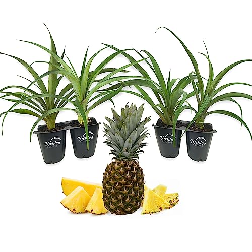 4 Live Starter Pineapple Plants N945574