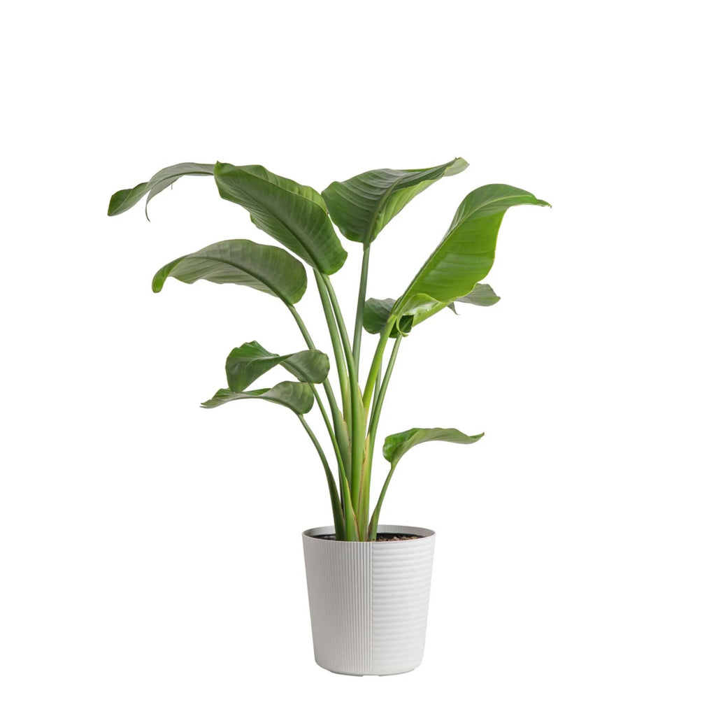 White Bird of Paradise Plant in White Pot L4460