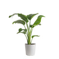 White Bird of Paradise Plant in White Pot L4460