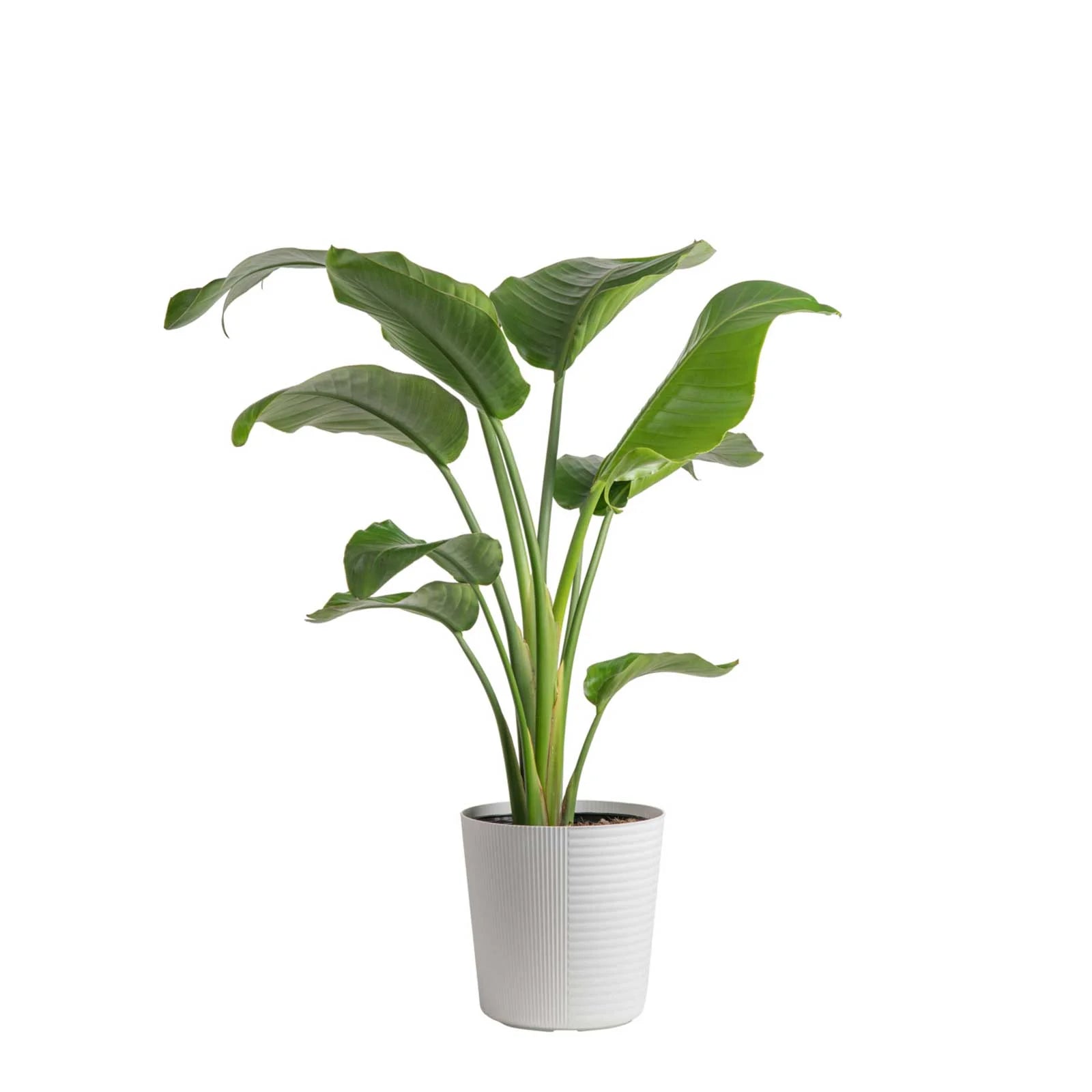 White Bird of Paradise Plant in White Pot L4460