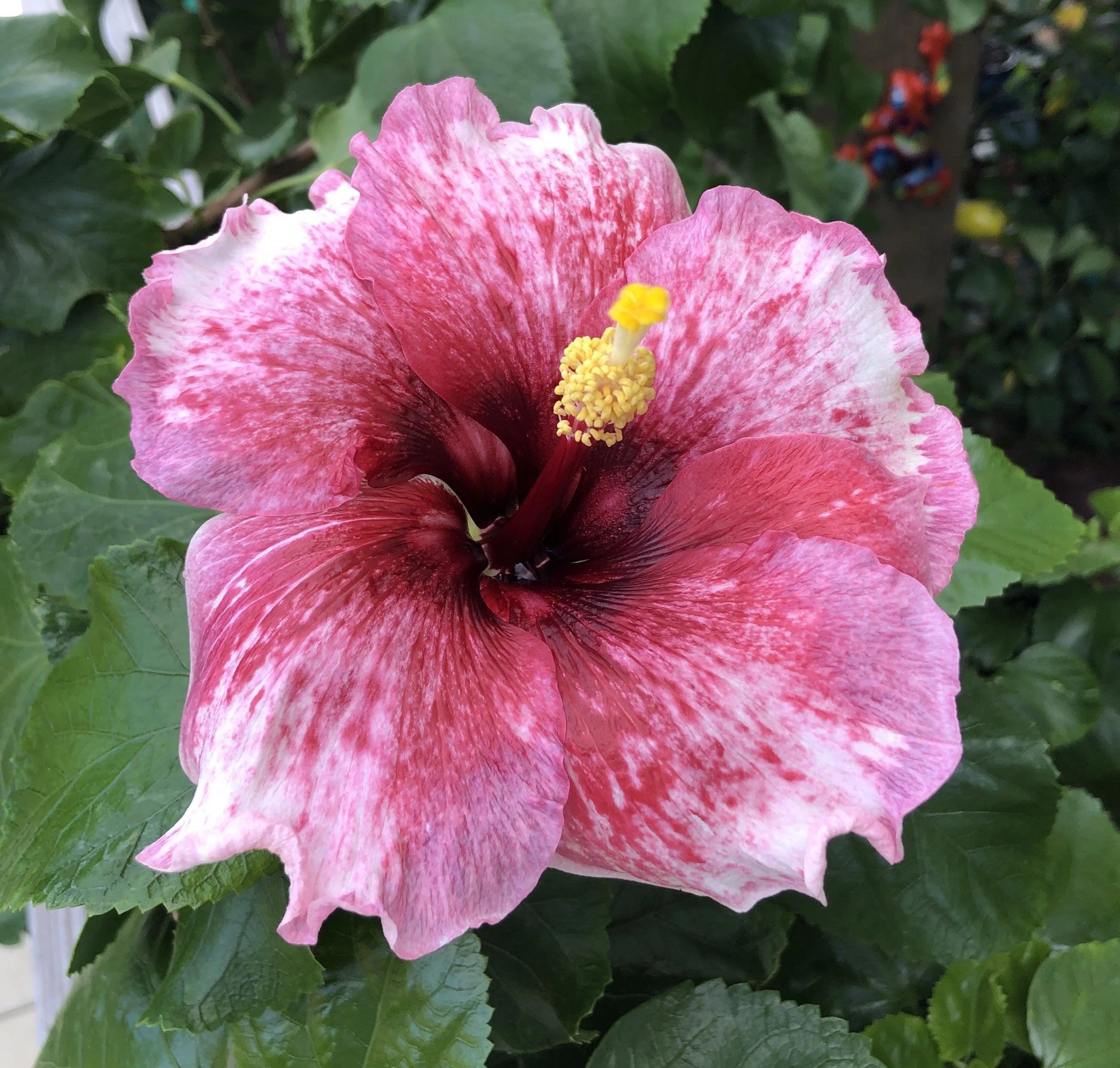 Exotic Tropical Hibiscus Live Plant in 4" pot P763739