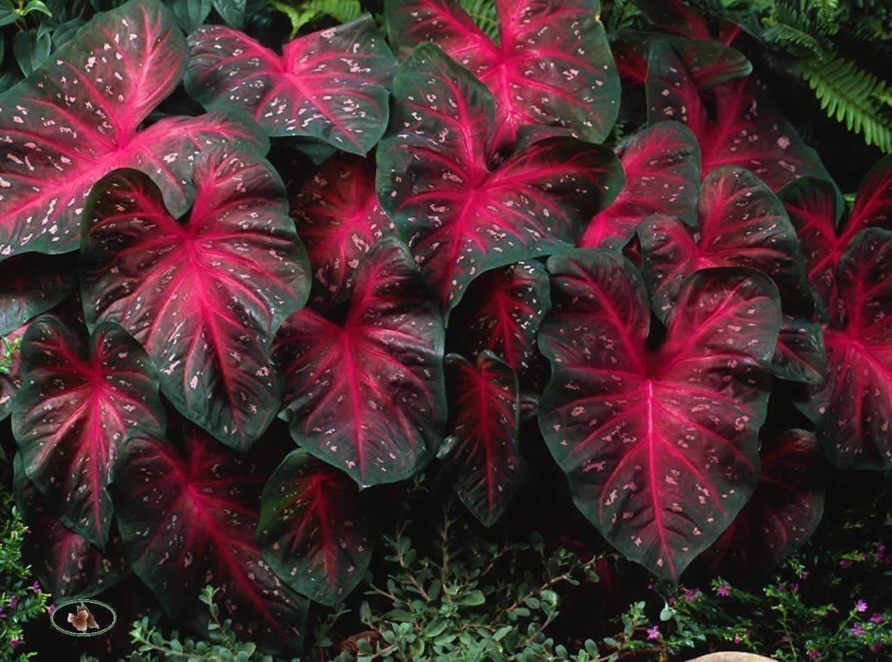10 Bulbs Caladium Red Flash U746811