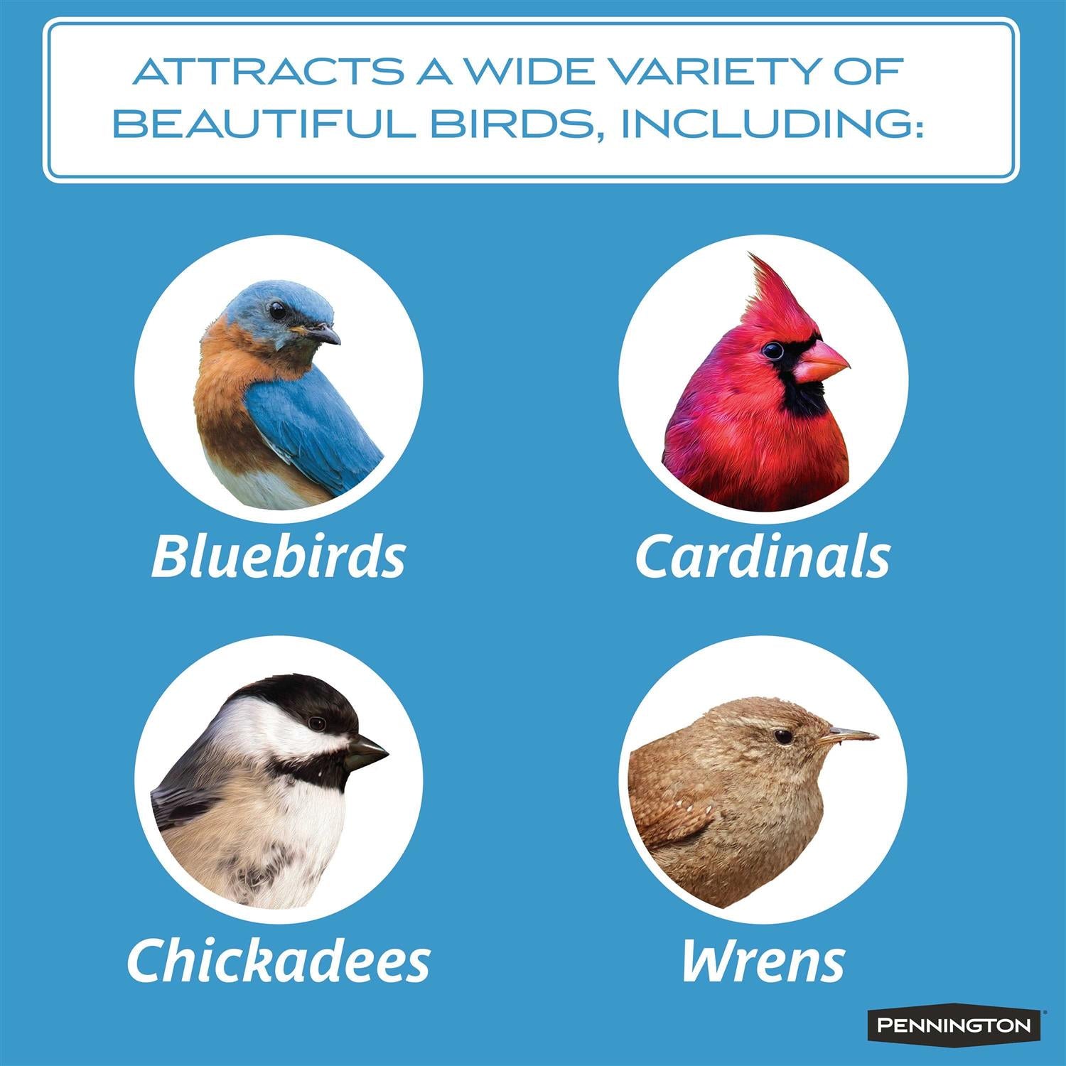 Mealworms Wild Bird Food D454