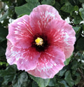 Exotic Tropical Hibiscus Live Plant in 4" pot P763739