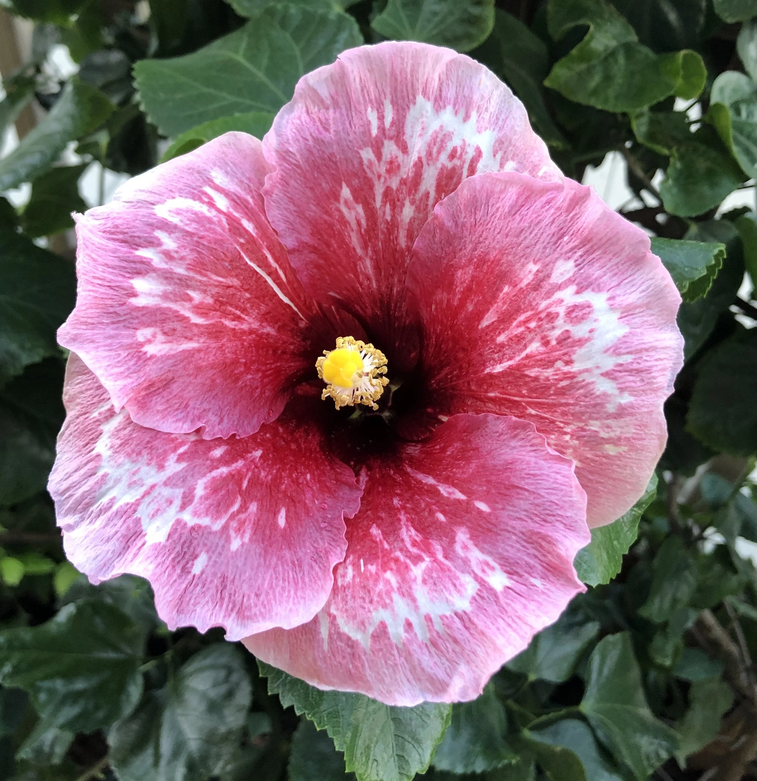 Exotic Tropical Hibiscus Live Plant in 4" pot P763739
