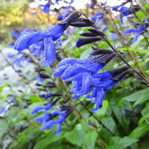 Red Salvia Live Plant in 3" Pot V539246