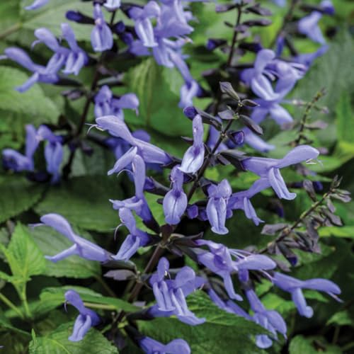 Red Salvia Live Plant in 3" Pot V539246
