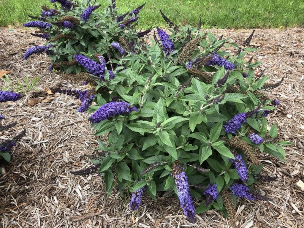4" pot Butterfly Bush G5638