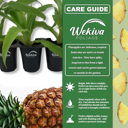 4 Live Starter Pineapple Plants N945574