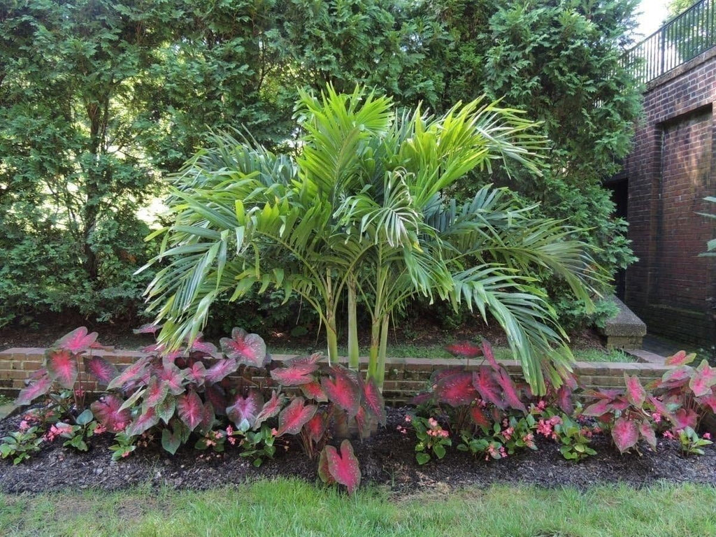 10 Bulbs Caladium Red Flash U746811