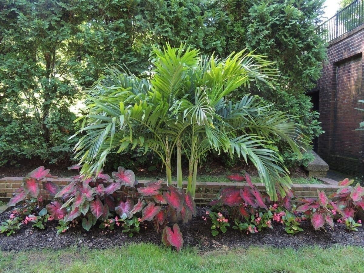 10 Bulbs Caladium Red Flash U746811