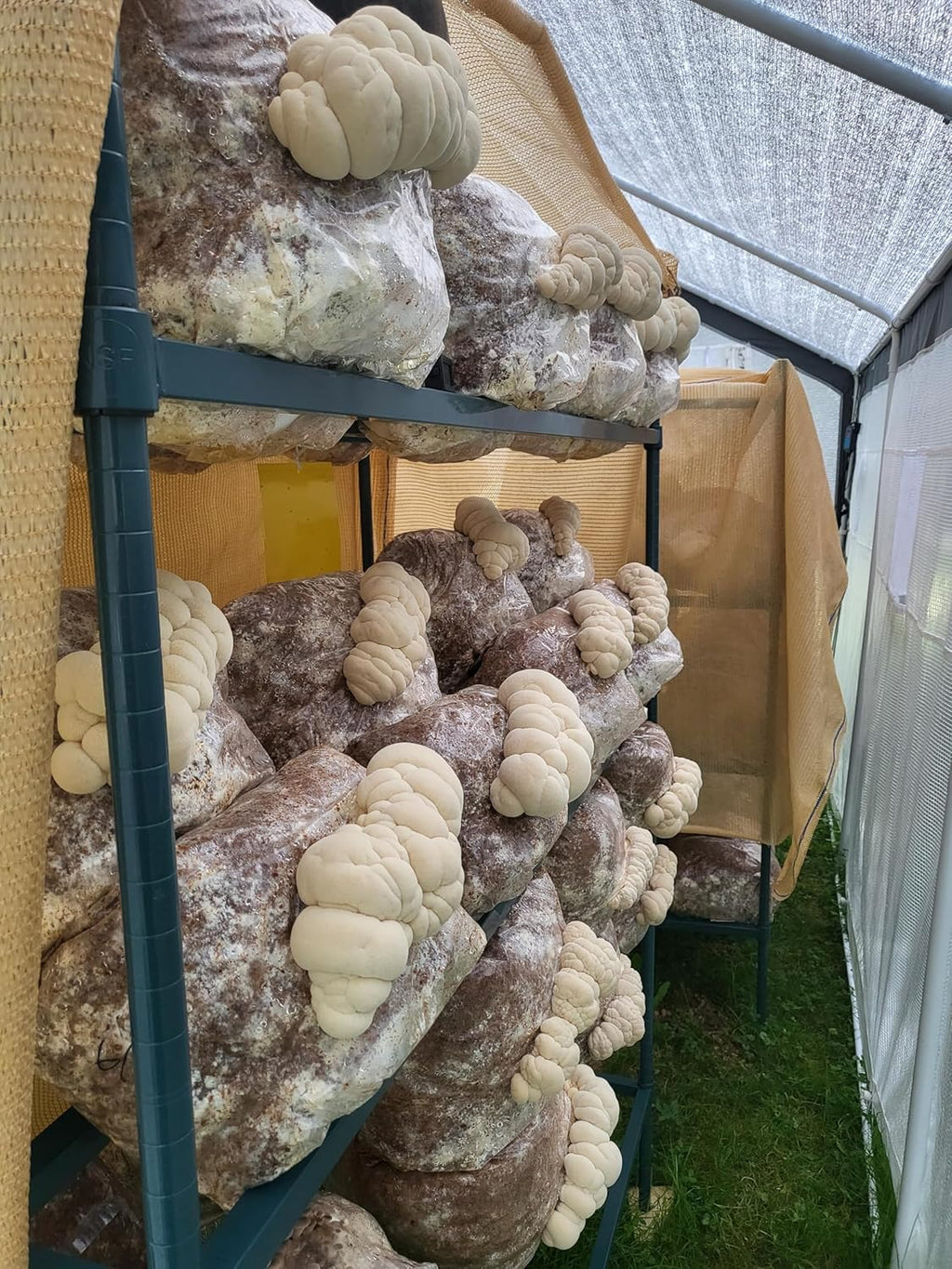 Lion's Mane Mushroom Grow Kit, XL/10lbs, White Z7944
