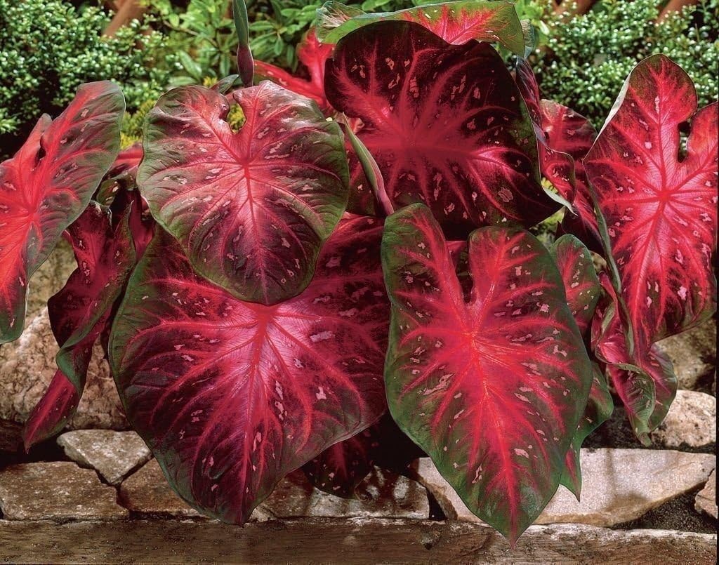 10 Bulbs Caladium Red Flash U746811