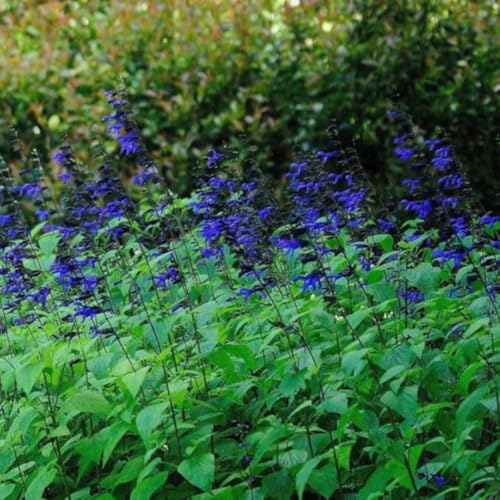 Red Salvia Live Plant in 3" Pot V539246
