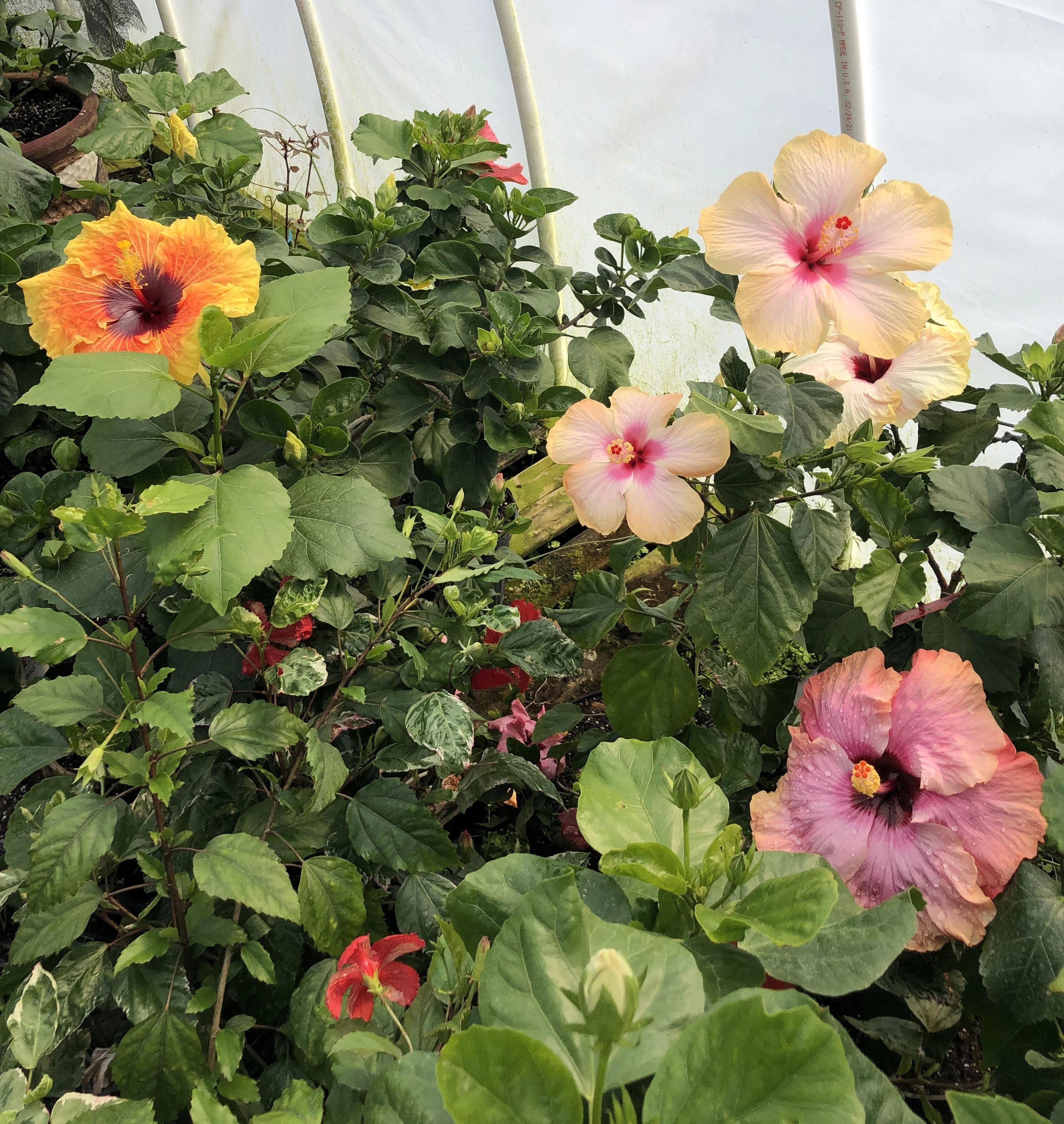 Exotic Tropical Hibiscus Live Plant in 4" pot L773144