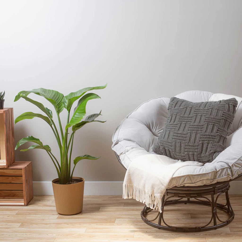 White Bird of Paradise Plant in White Pot L4460